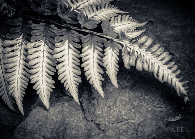 Meadowlark Botanical Garden Flowers Japanese Fern