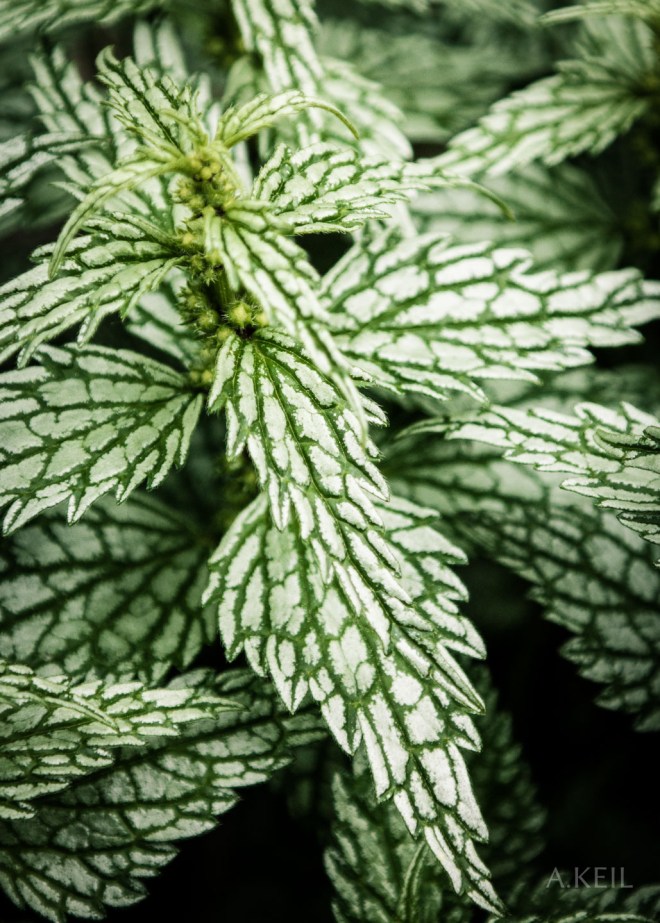 Meadowlark Botanical Garden Flowers