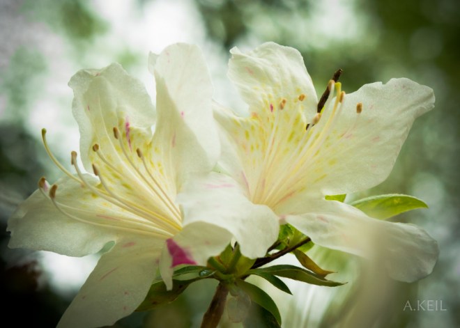Meadowlark Botanical Garden Flowers