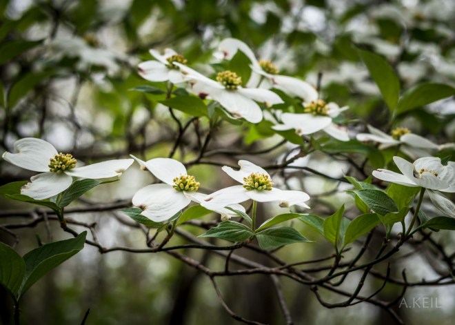 Meadowlark Botanical Garden Flowers