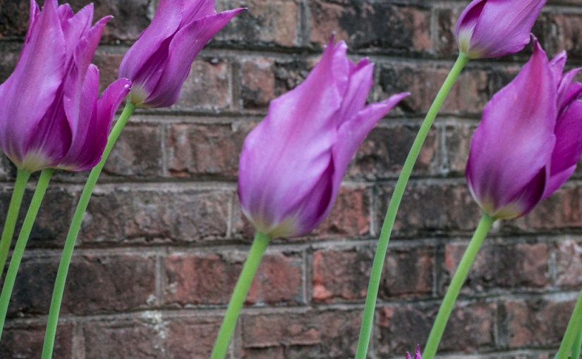 Meadowlark Botanical Garden Flowers