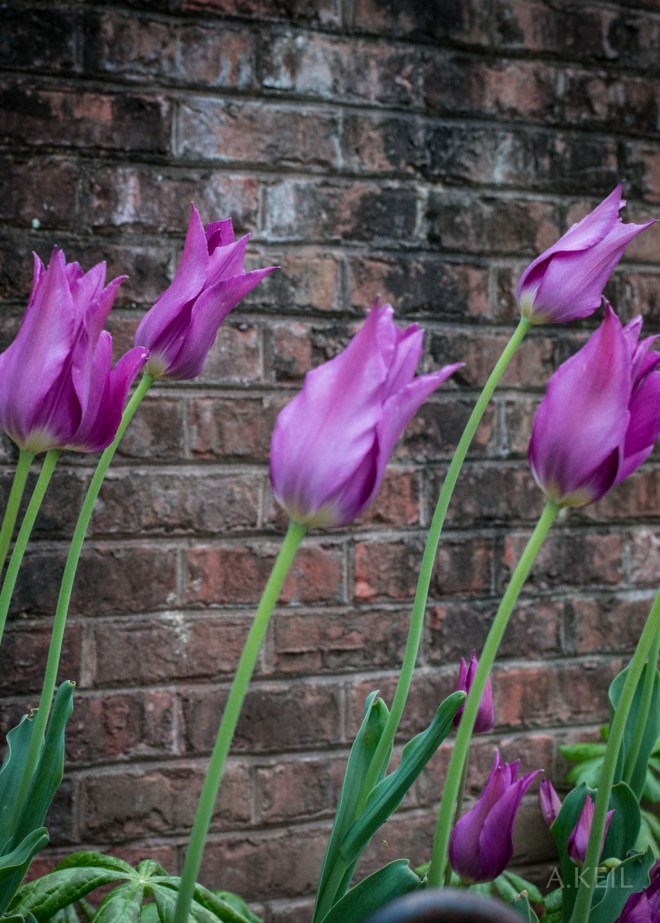 Meadowlark Botanical Garden Flowers
