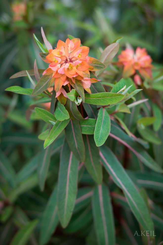 Meadowlark Botanical Garden Flowers