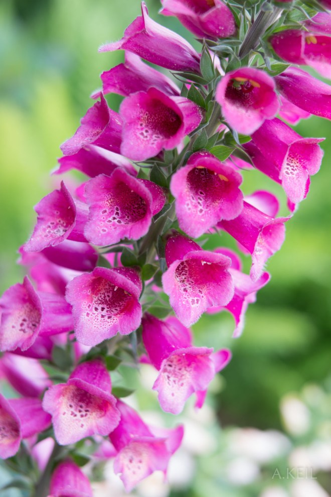 Meadowlark Botanical Garden Flowers