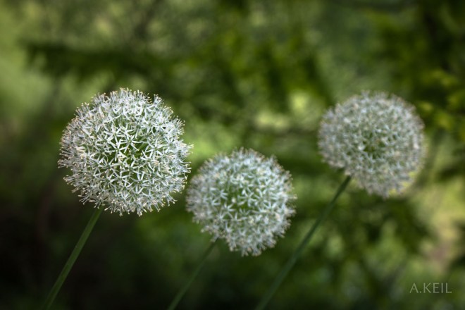 Meadowlark Botanical Garden Flowers