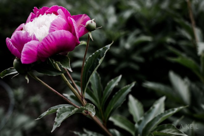 Meadowlark Botanical Garden Flowers