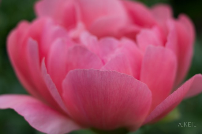 Meadowlark Botanical Garden Flowers