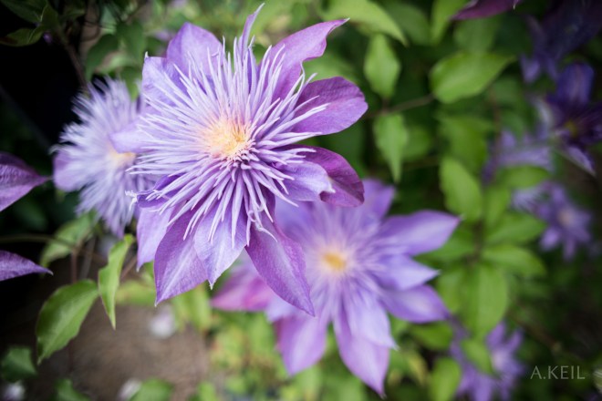 Meadowlark Botanical Gardens Flower 001