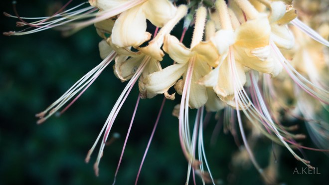 Meadowlark Botanical Garden Flowers
