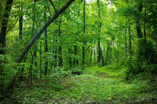 The Cove Campground Hiking Forest