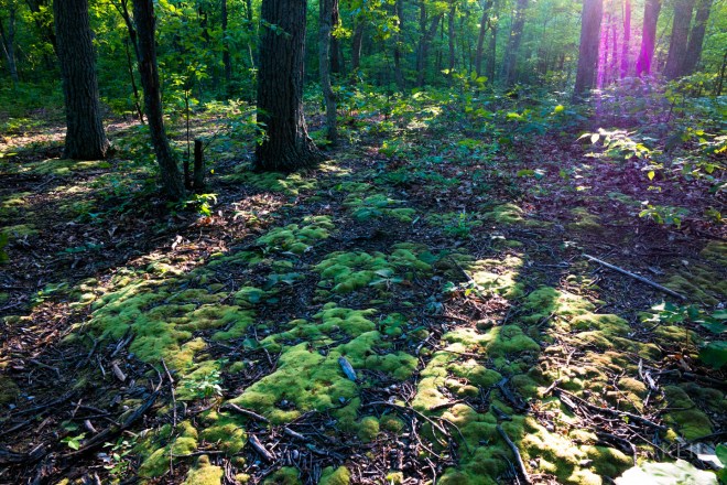 The Cove Campground Hiking Trails Forest