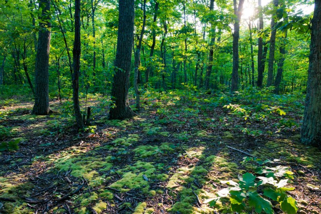 The Cove Campground Hiking Trails Forest