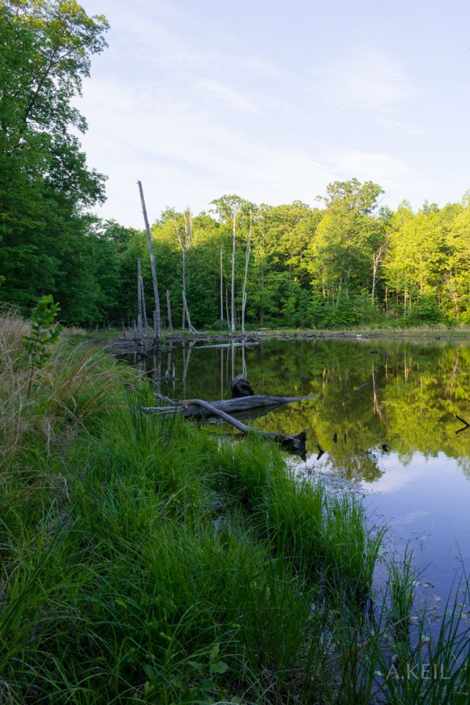 The Cove Campground Frog Lake Marsh