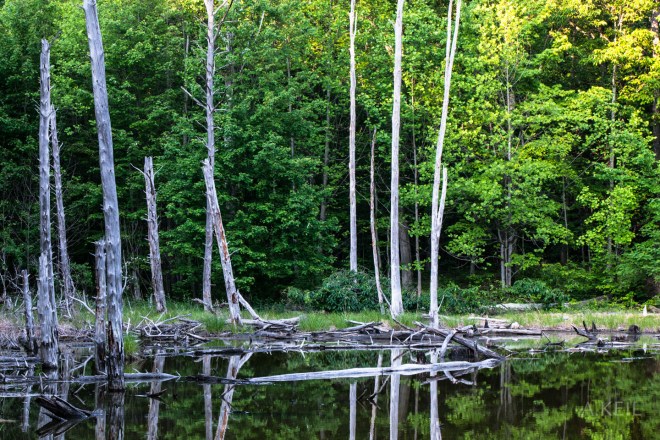 The Cove Campground Frog Lake Marsh
