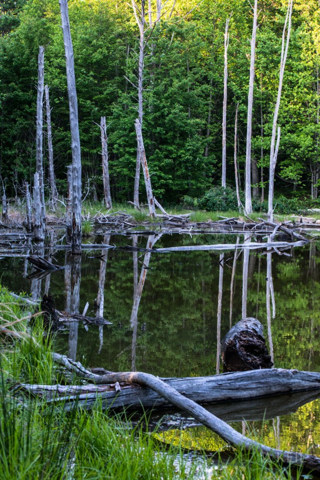 The Cove Campground Frog Lake Marsh