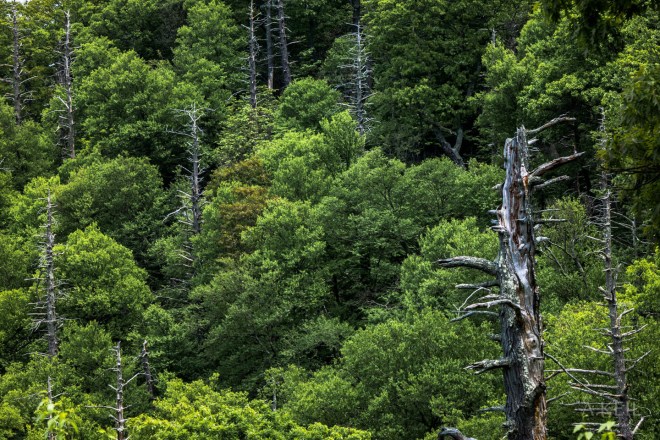 Scenic Highway Virginia Shenandoah Overlook