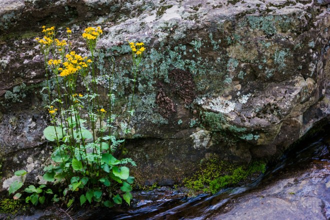 Dark Hollows Falls Shenandoah National Park
