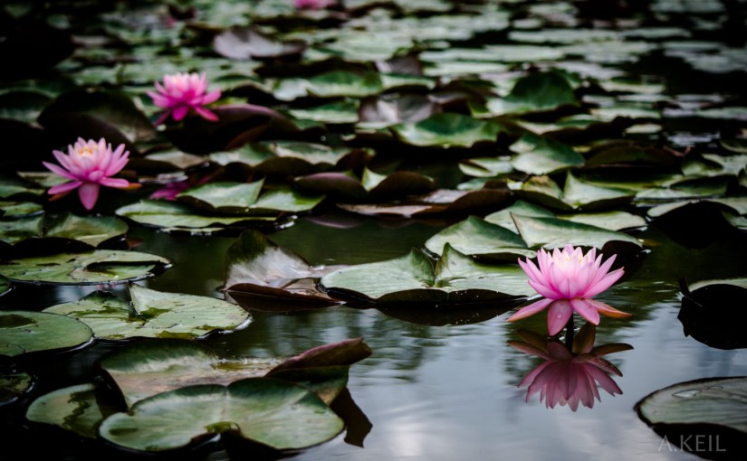 Kenilworth Aquatic Gardens Lily Lillies