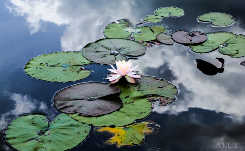 Kenilworth Aquatic Gardens