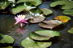 Kenilworth-Aquatic-Gardens-20150609-3335