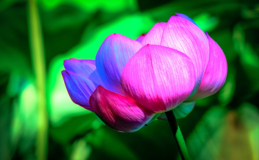 Kenilworth Aquatic Gardens in&nbsp;August