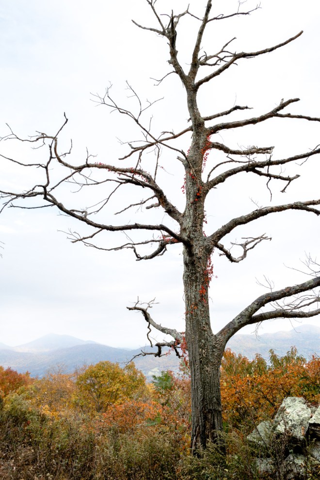 Bridges-20151024-_SAM2373-2 (2)