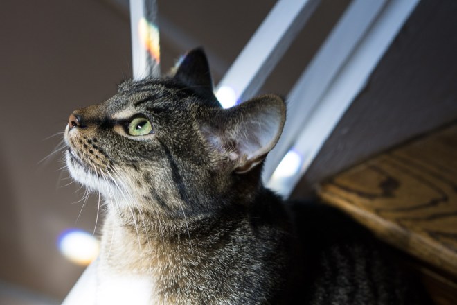 Kitties-20160410-_DSC3525