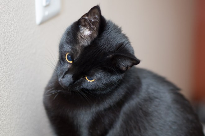 Kitties-20160415-_DSC3763