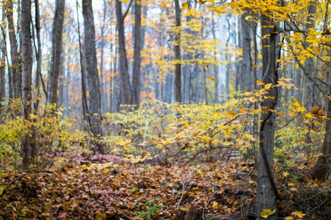 Bridges-20151024-_SAM1754-3