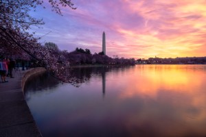Cherry-Blossom-DC-Tidal-Basin-20160323-_DSC2268-2