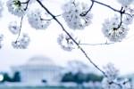 Cherry-Blossom-DC-Tidal-Basin-20160325-_DSC2681