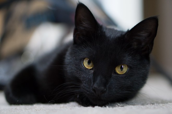 Kitties-20160406-_DSC3186