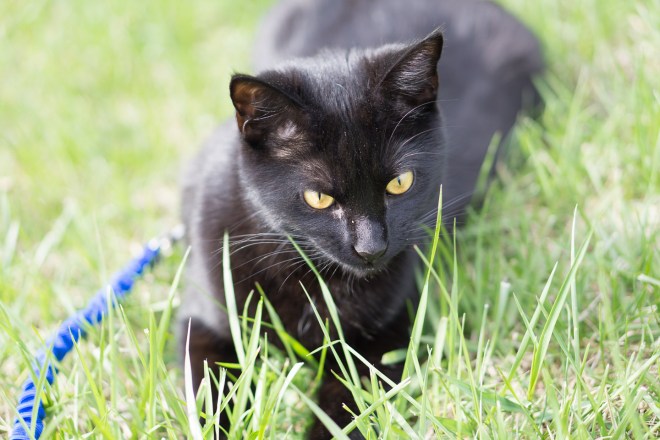 Kitties-20160406-_DSC3212