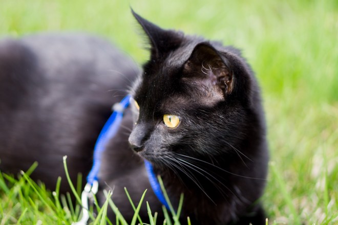 Kitties-20160406-_DSC3255