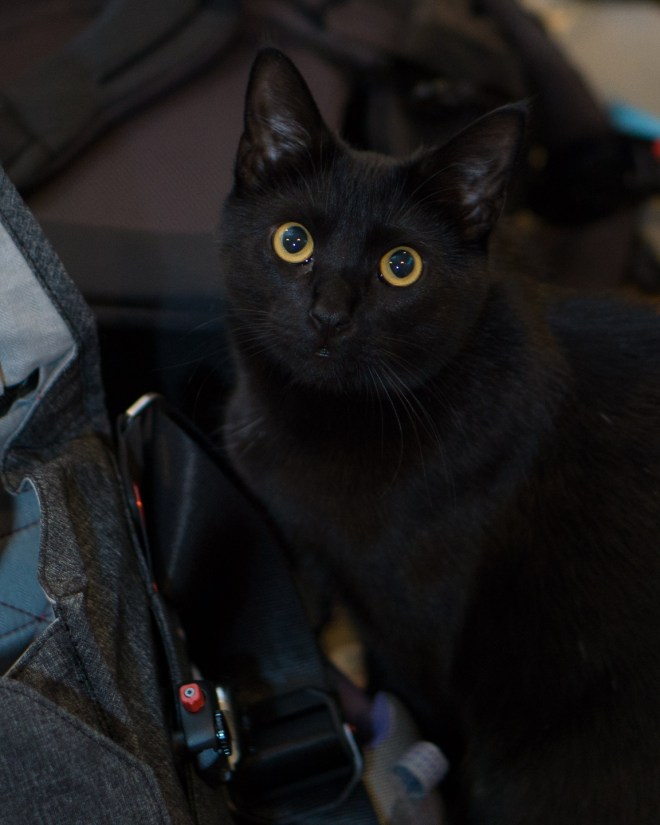 Kitties-20160407-_DSC3277