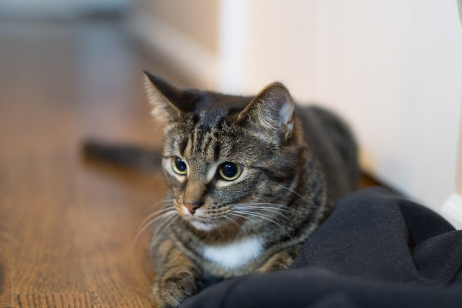 Kitties-20160407-_DSC3290