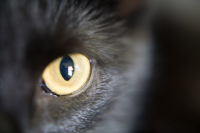 Kitties-20160408-_DSC3405