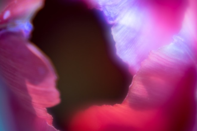 Meadowlark-Botanical-Gardens-20160424-_DSC4251