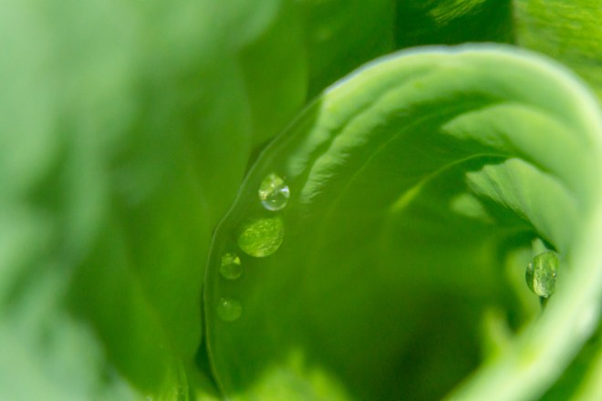Meadowlark-Botanical-Gardens-20160424-_DSC4303
