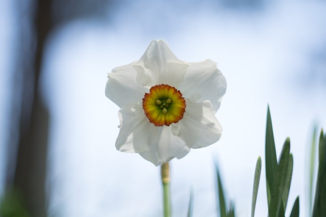 Meadowlark-Botanical-Gardens-20160424-_DSC4372