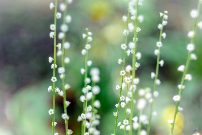 Meadowlark-Botanical-Gardens-20160424-_DSC4503