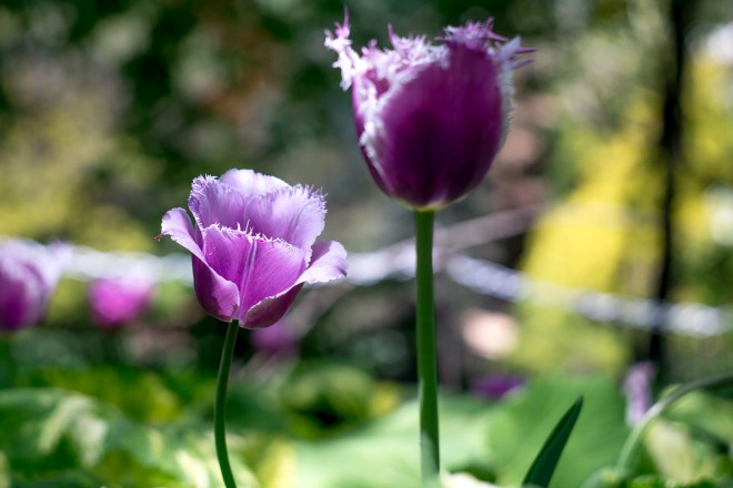 Meadowlark-Botanical-Gardens-20160424-_DSC4641