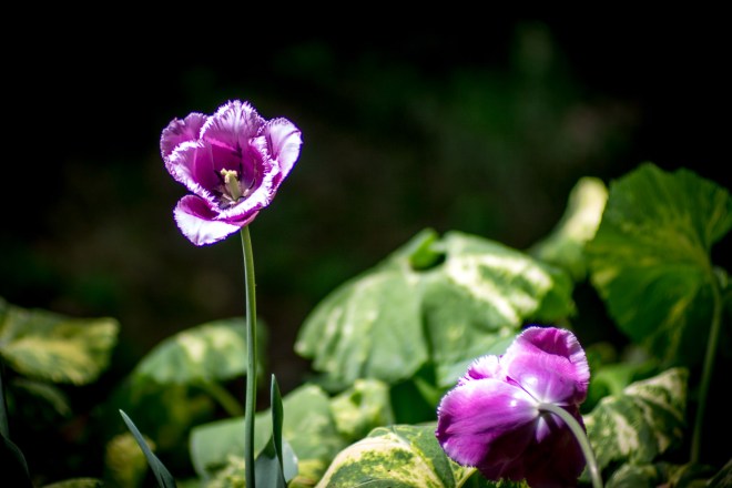 Meadowlark-Botanical-Gardens-20160424-_DSC4669