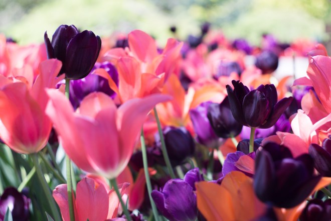Meadowlark-Botanical-Gardens-20160424-_DSC4757