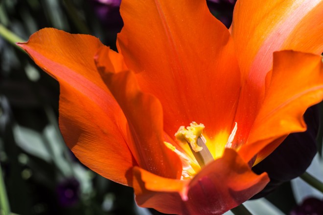 Meadowlark-Botanical-Gardens-20160424-_DSC4765