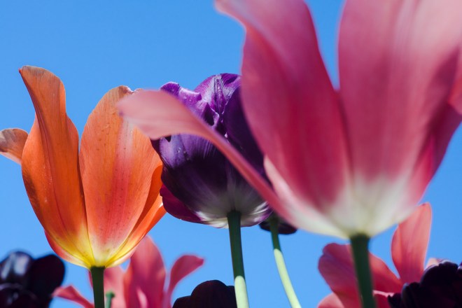 Meadowlark-Botanical-Gardens-20160424-_DSC4768