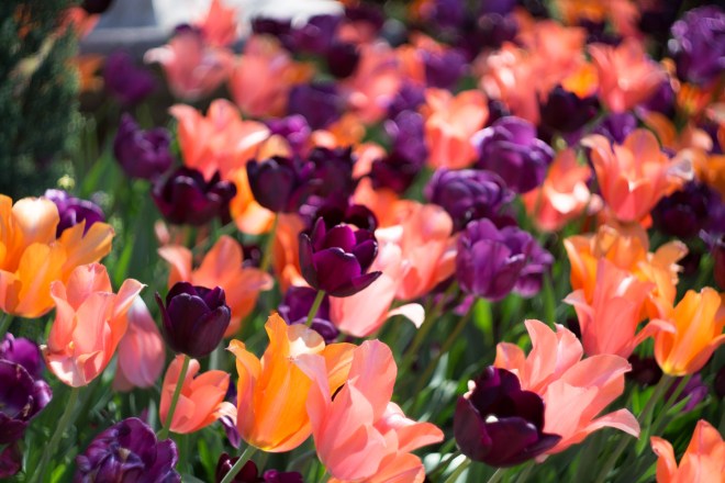 Meadowlark-Botanical-Gardens-20160424-_DSC4799