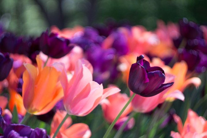 Meadowlark-Botanical-Gardens-20160424-_DSC4821